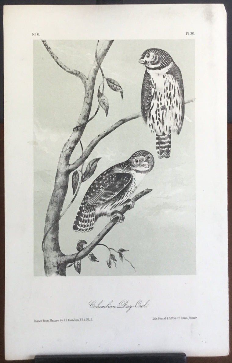 Audubon Octavo Columbian Day Owl, plate 30, uncolored test sheet. 7 x 11