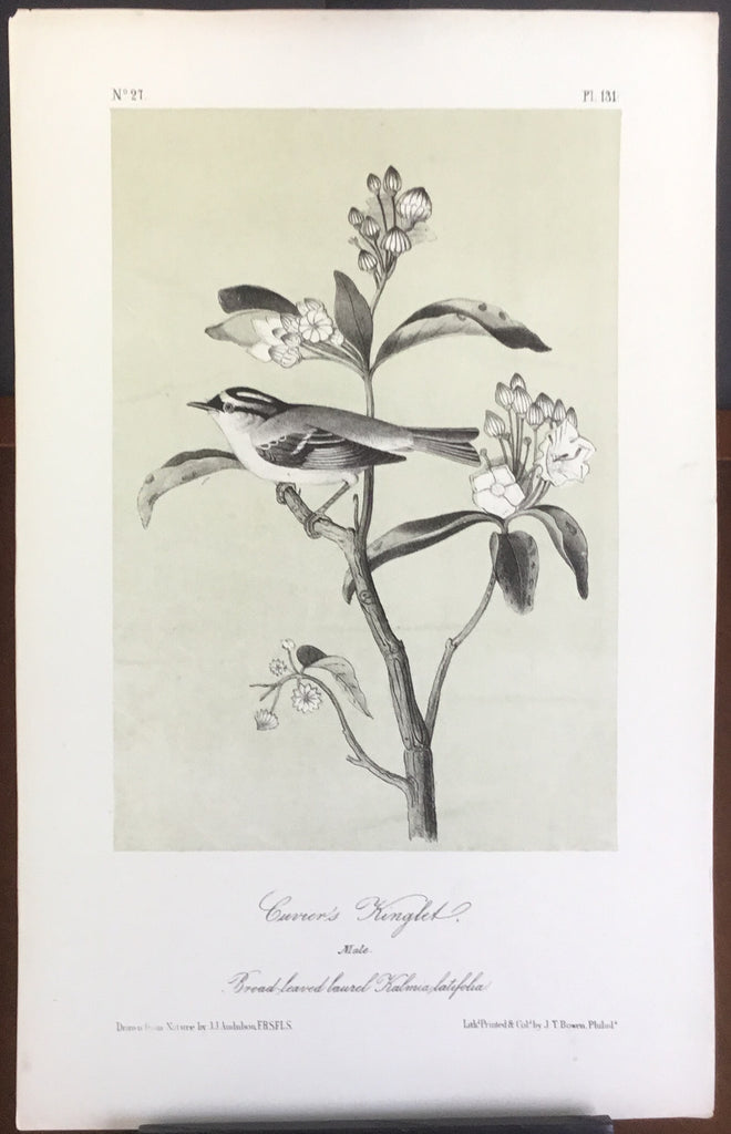 Audubon Octavo Cuvier’s Kinglet, plate 131, uncolored test sheet, 7 x 11
