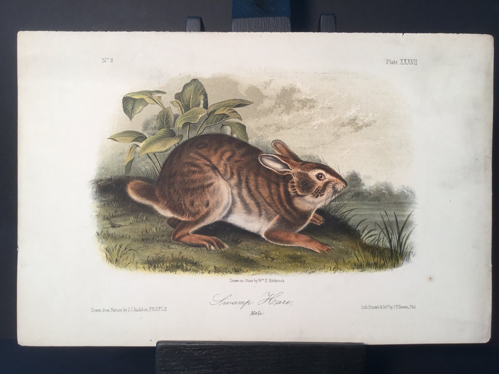 Lord-Hopkins Collection - Swamp Hare