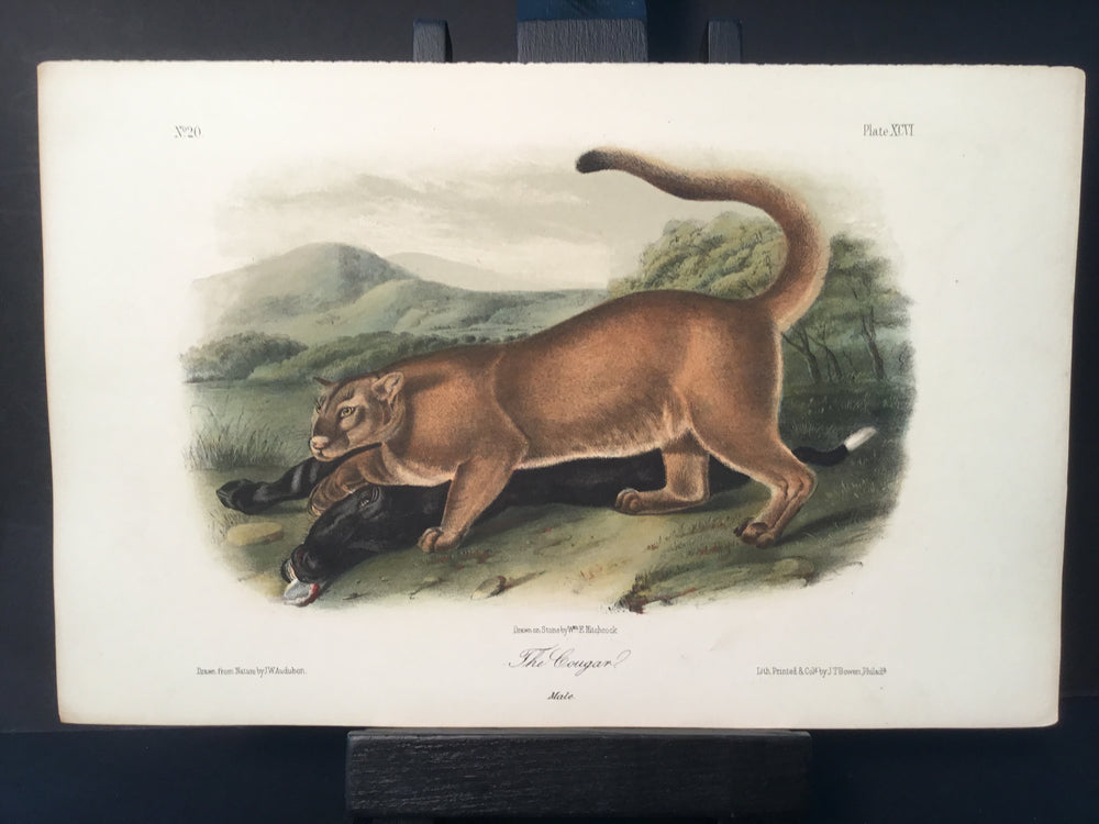 Lord-Hopkins Collection - Cougar
