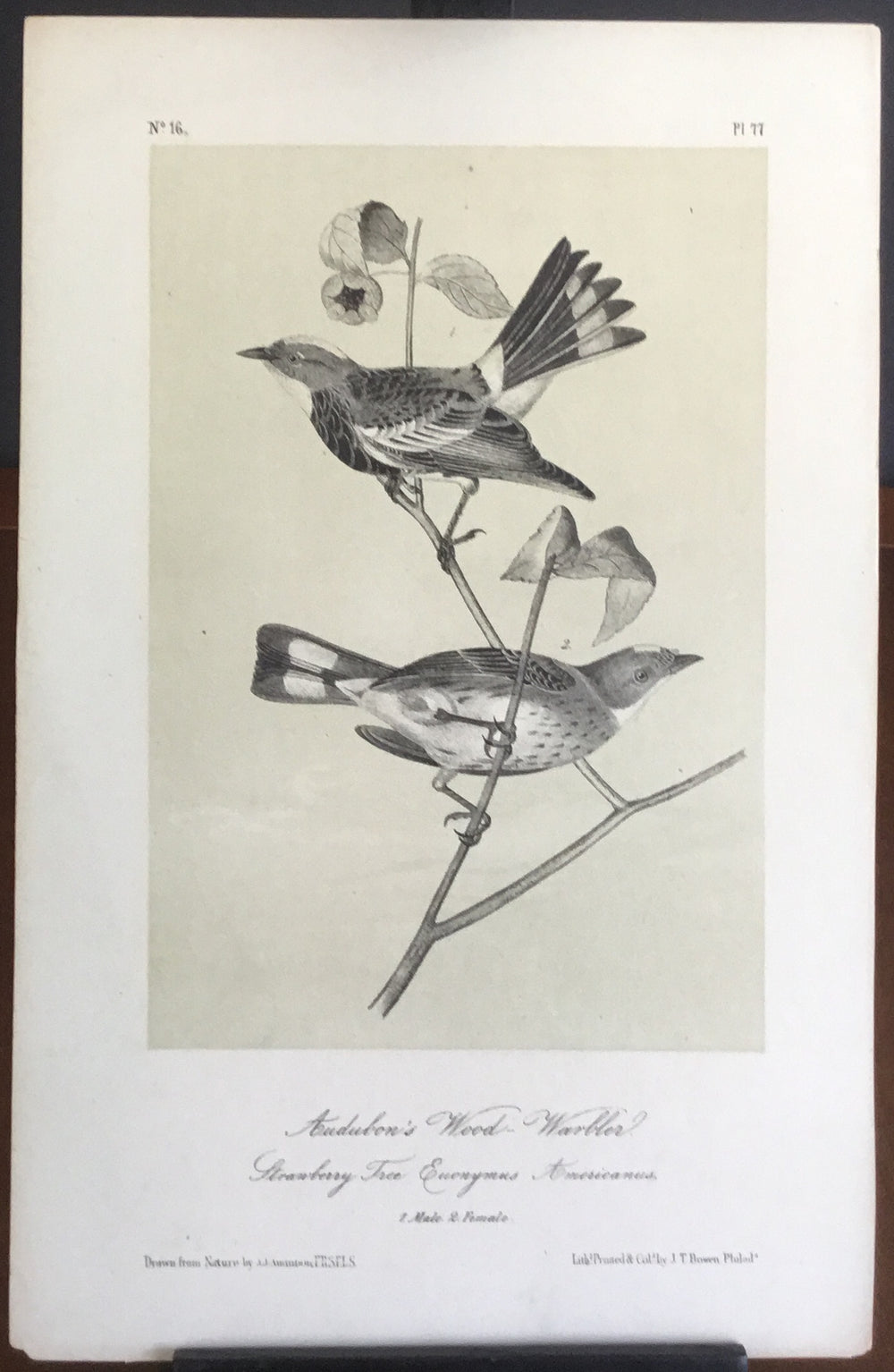 Audubon Octavo Audubon’s Wood Warbler, plate 77, uncolored test sheet, tinted. 7 x 11