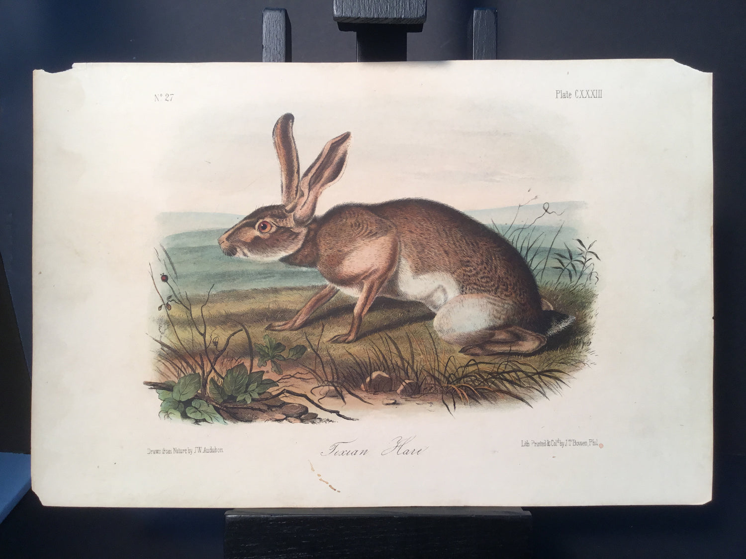 Lord-Hopkins Collection - Texan Hare