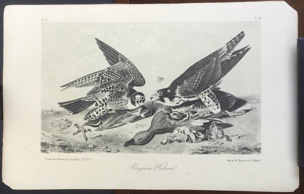 Lord-Hopkins Collection, Audubon Octavo Peregrine Falcon, plate 20, uncolored test sheet measuring 7 x 11 inches. These are the last know prints to be recovered from J Bowen's Philadelphia office.