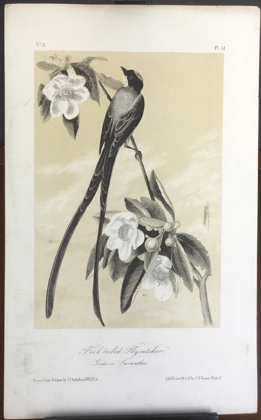 Audubon Octavo Fork-tailed Flycatcher, plate 52, uncolored test sheet. 7 x 11