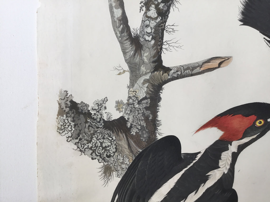 Original Audubon Havell Ivory-billed Woodpecker