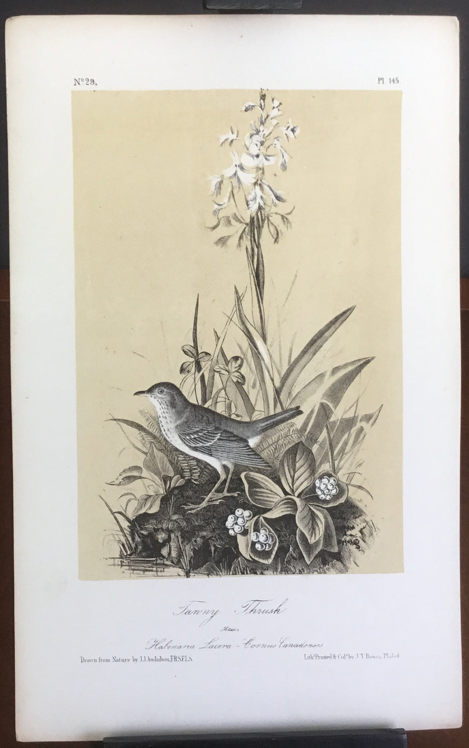 Audubon Octavo Tawny Thrush, plate 145, uncolored test sheet, 7 x 11