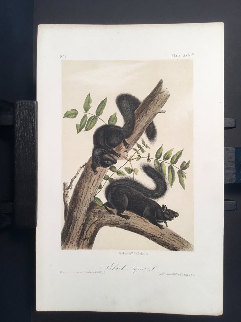 Lord-Hopkins Collection - Black Squirrel