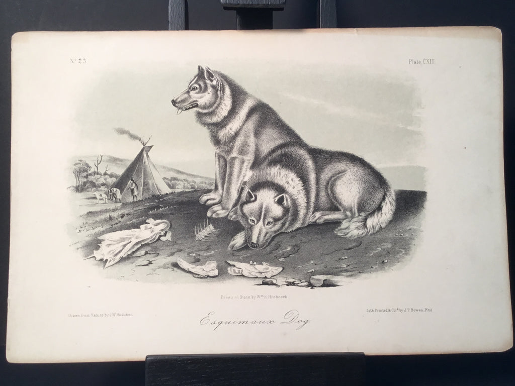 Lord-Hopkins Collection - Esquimaux Dog (uncolored)