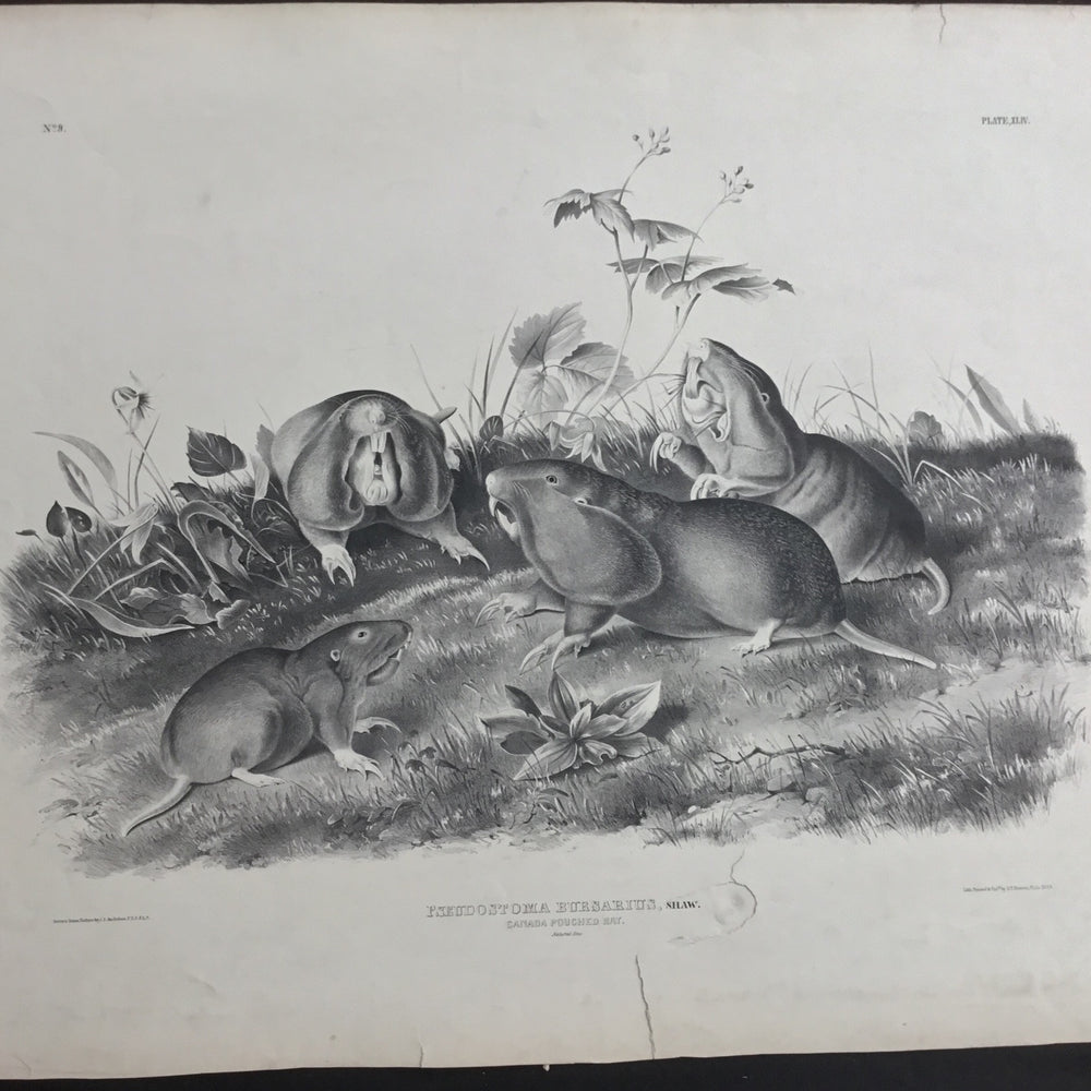 
                  
                    Lord-Hopkins Collection, Audubon Original Imperial plate 44, Canada Pouched Rat
                  
                
