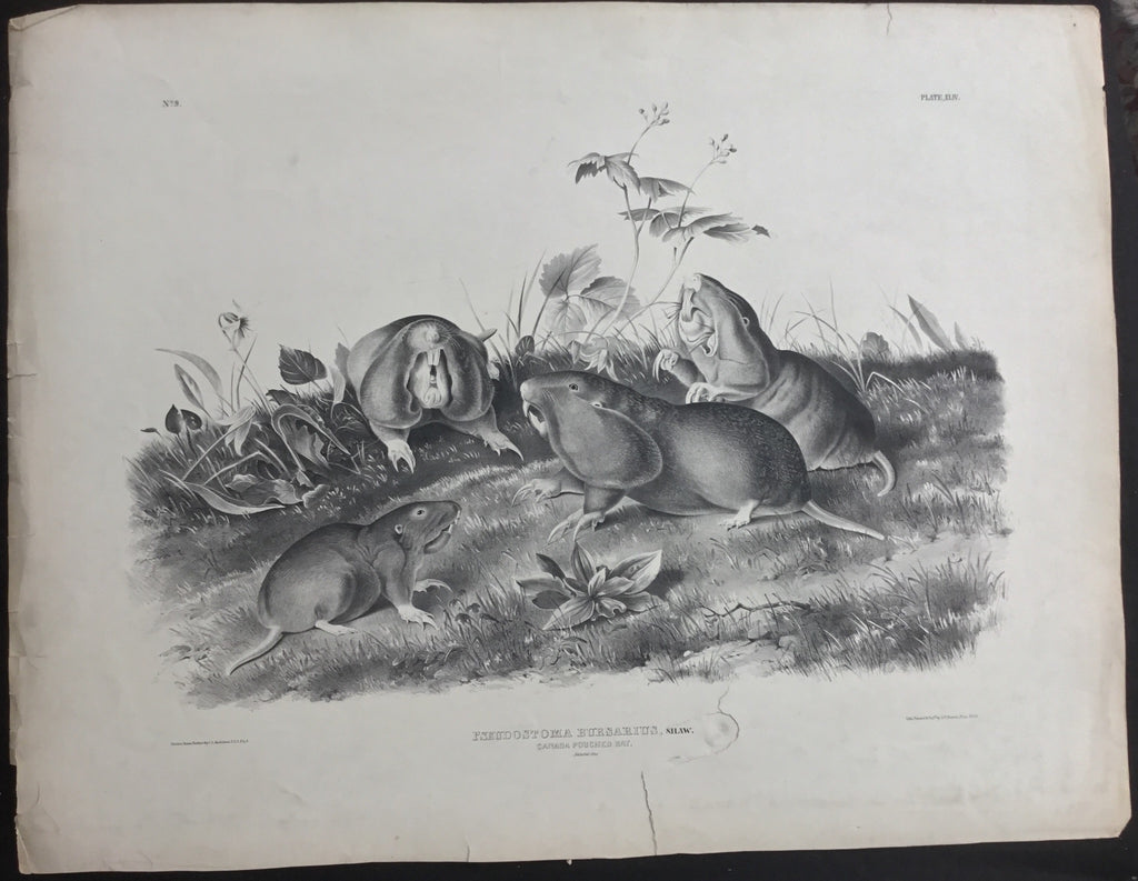 Lord-Hopkins Collection, Audubon Original Imperial plate 44, Canada Pouched Rat