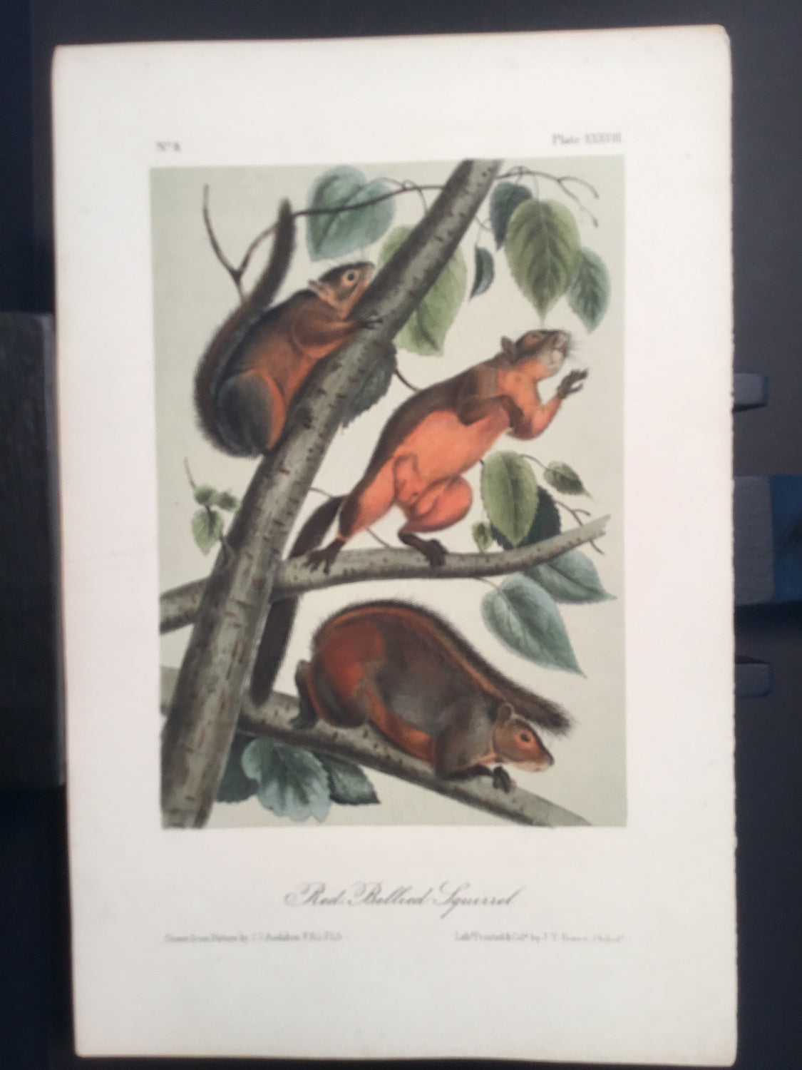 Lord-Hopkins Collection - Red-bellied Squirrel