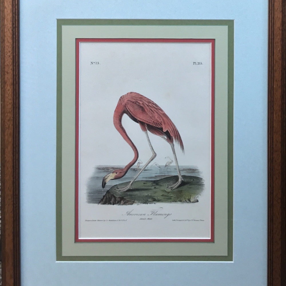 
                  
                    Audubon Octavo American Flamingo - 1st Edition, 1840-1844.
                  
                