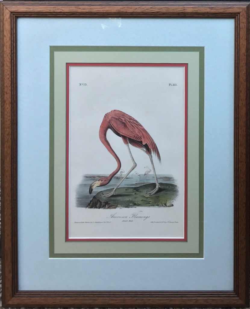 Audubon Octavo American Flamingo - 1st Edition, 1840-1844.