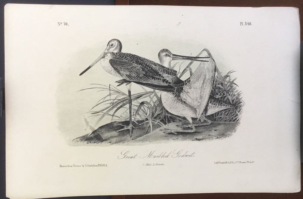 Audubon Octavo Great Marbled Godwit, plate 348, uncolored test sheet, 7 x 11