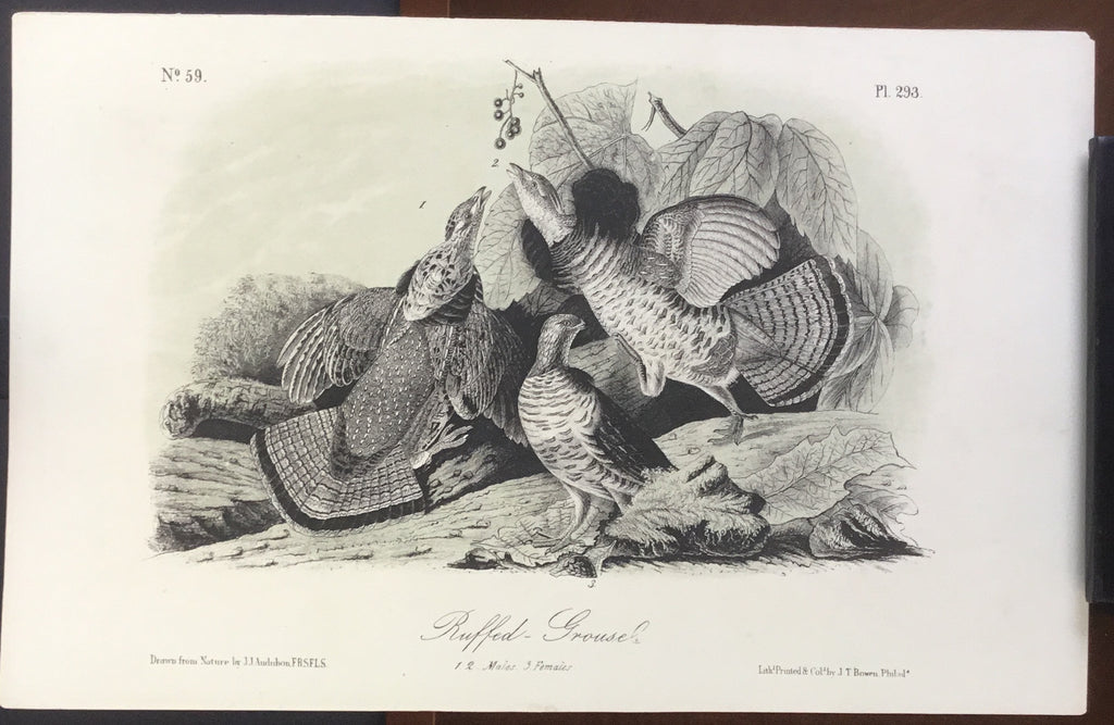 Audubon Octavo Riffed Grouse, plate 293, uncolored test sheet, 7 x 11