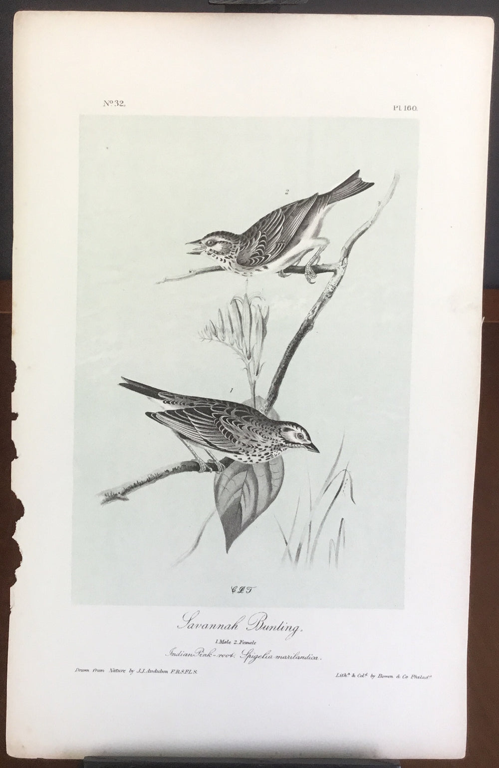 Audubon Octavo Savannah Bunting, plate 160, uncolored test sheet, 7 x 11