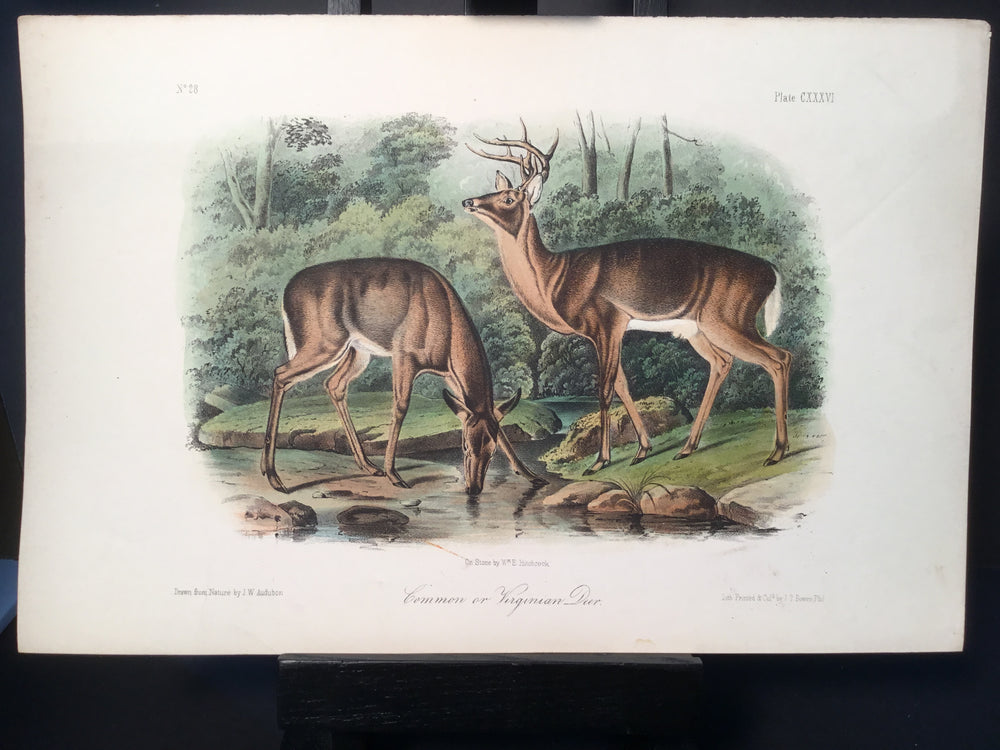 Lord-Hopkins Collection - Common or Virginian Deer