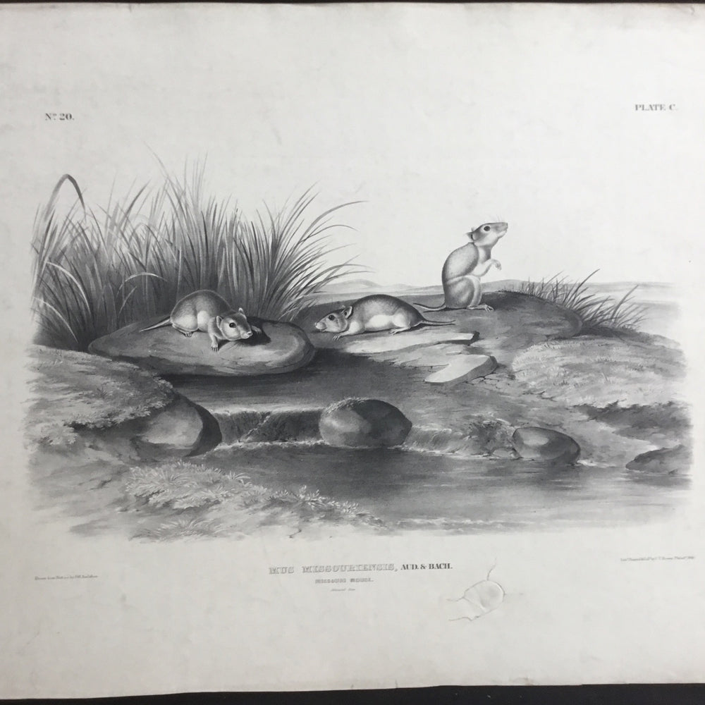 
                  
                    Lord-Hopkins Collection, Audubon Original Imperial plate 100, Missouri Mouse
                  
                