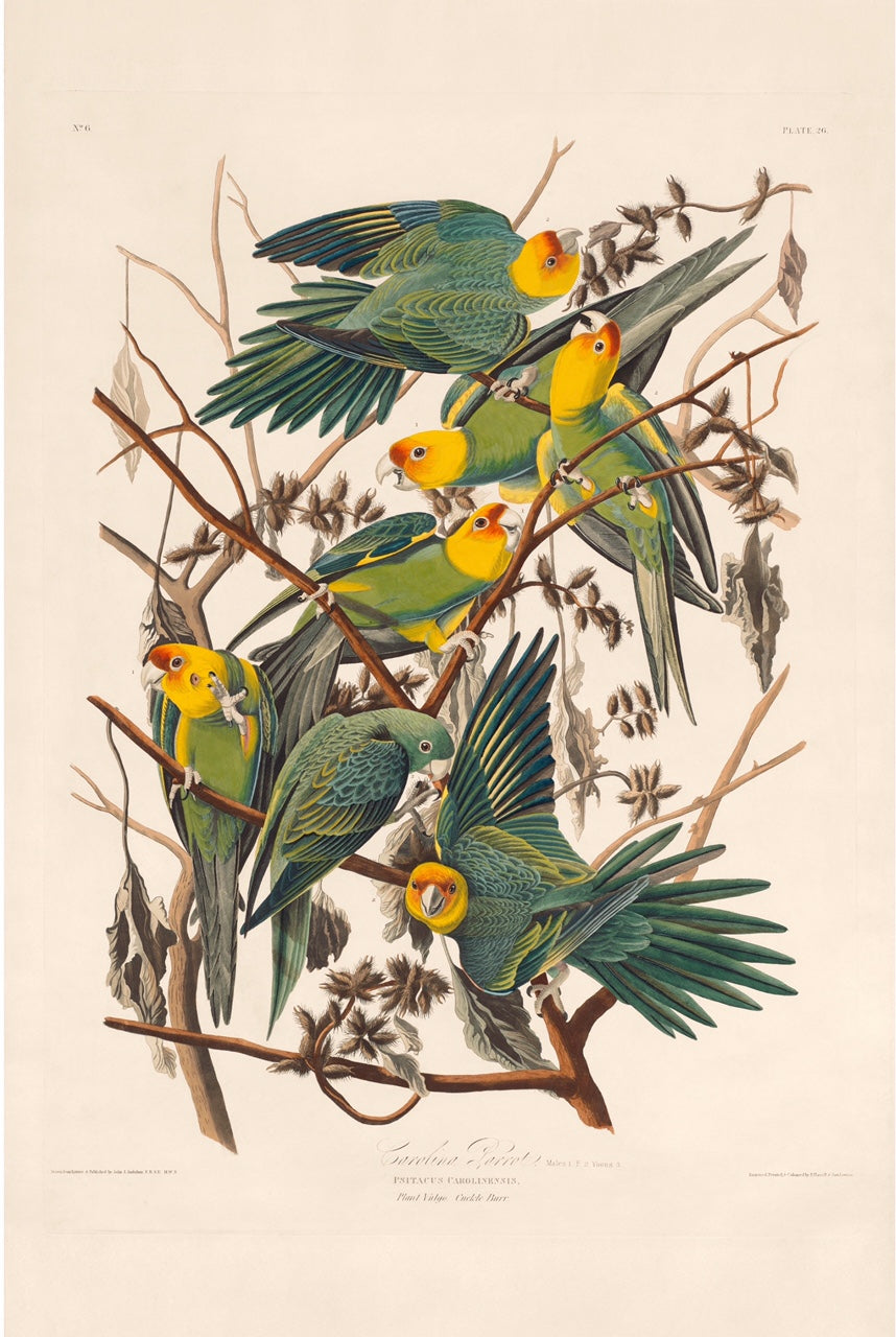 Carolina Parrot, Rare Prints Edition