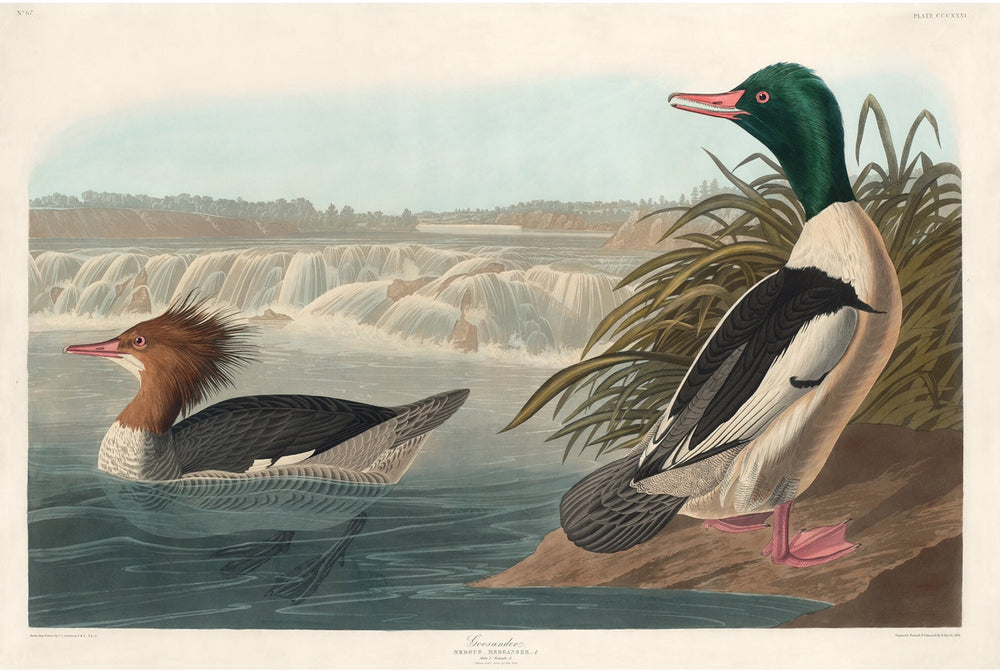 The Birds of America by John James Audubon. Audubon print of the Goosander.