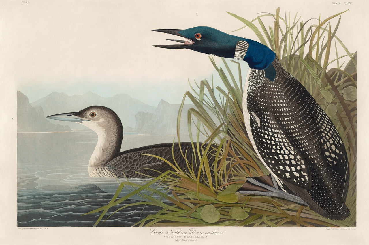 The Birds of America by John James Audubon. Audubon print of the Loon or Great Northern Diver.