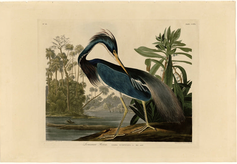 Rare Prints Louisiana Heron, edition of 500