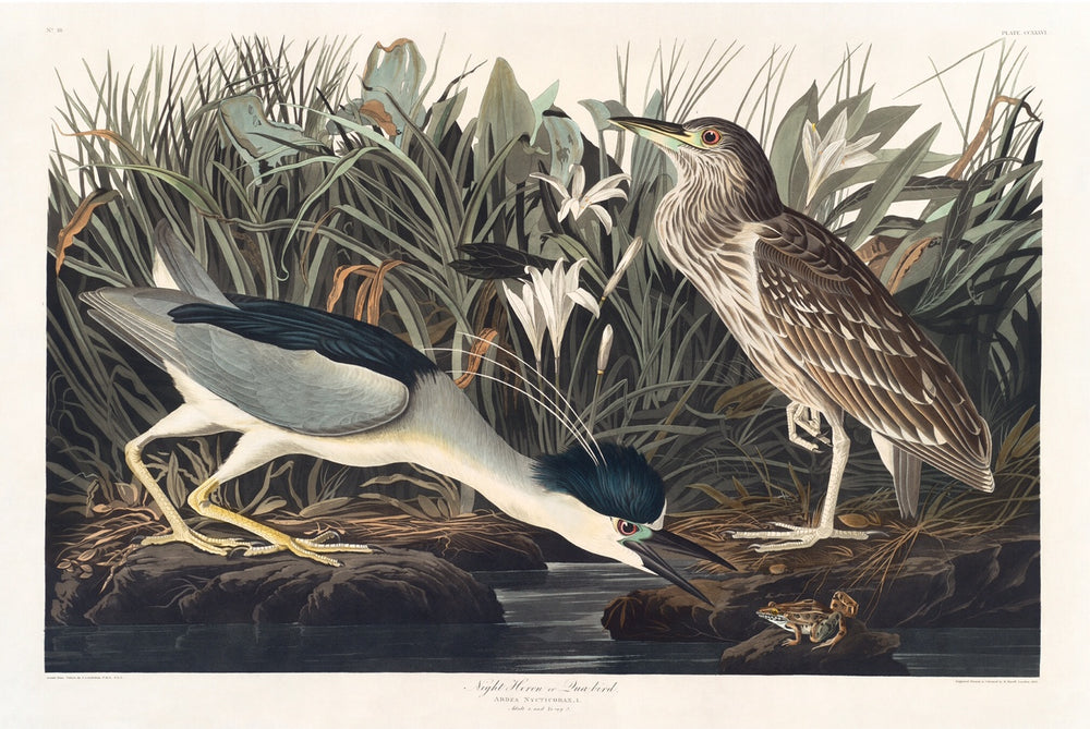The Birds of America by John James Audubon. Audubon print of the Night Heron.