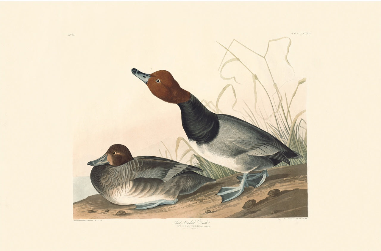 Rare Prints Red-headed Duck