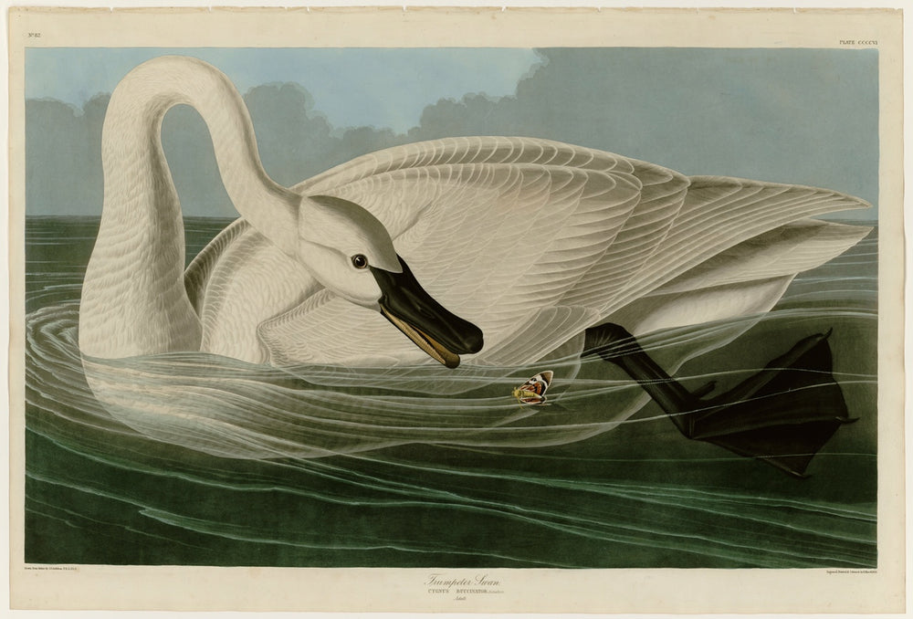 The Birds of America by John James Audubon. Audubon print of the Trumpeter Swan