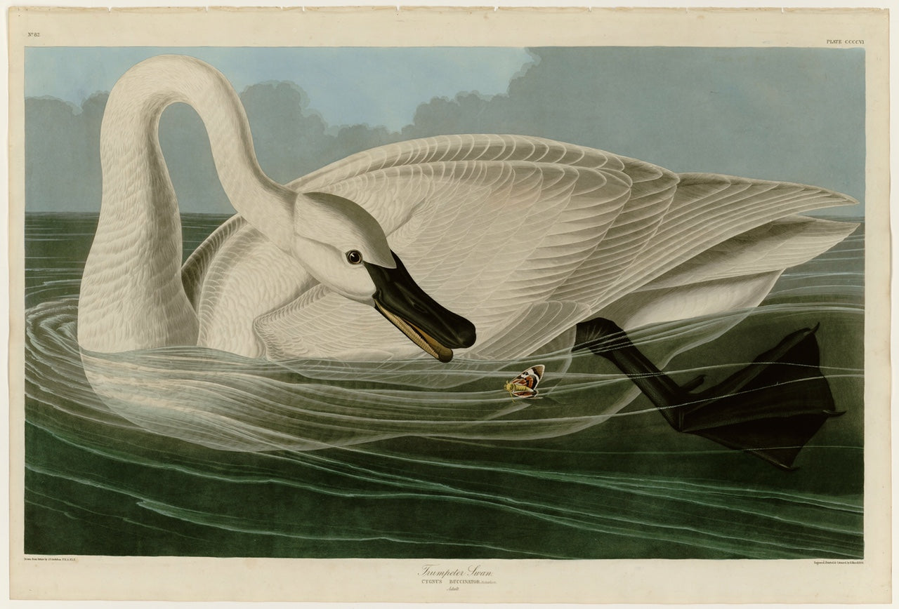 The Birds of America by John James Audubon. Audubon print of the Trumpeter Swan