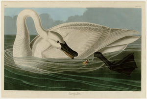 Trumpeter Swan