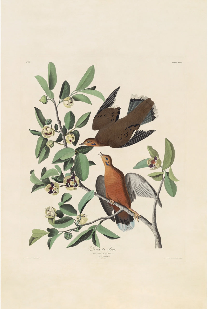 Audubon Prints: Originals & Fine Art – Princeton Audubon Prints