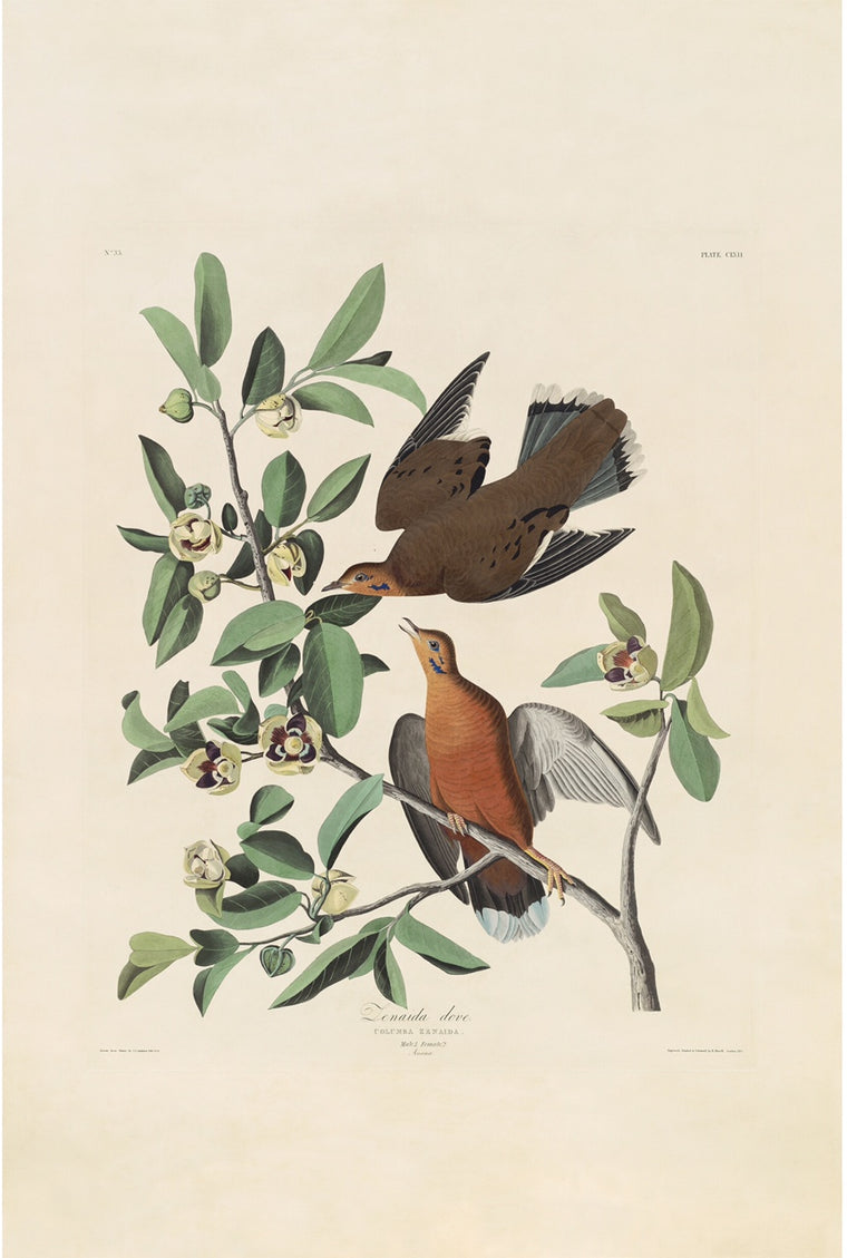 Audubon Prints. Original Audubon prints and world-class fine art ...