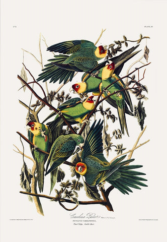 Carolina Parrot