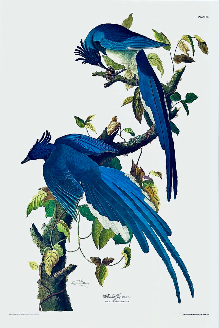 Colombian Jay Audubon Print. Princeton Audubon. The world's only direct camera edition of this image.