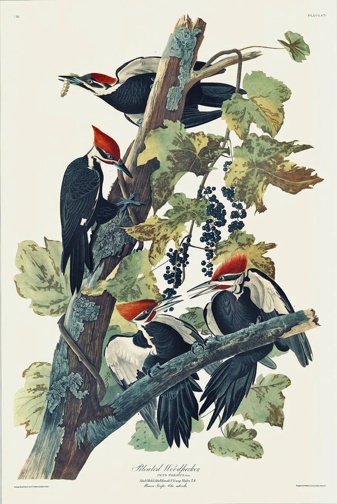 Birds of a Feather Collection - Pileated and Ivory-billed Woodpeckers