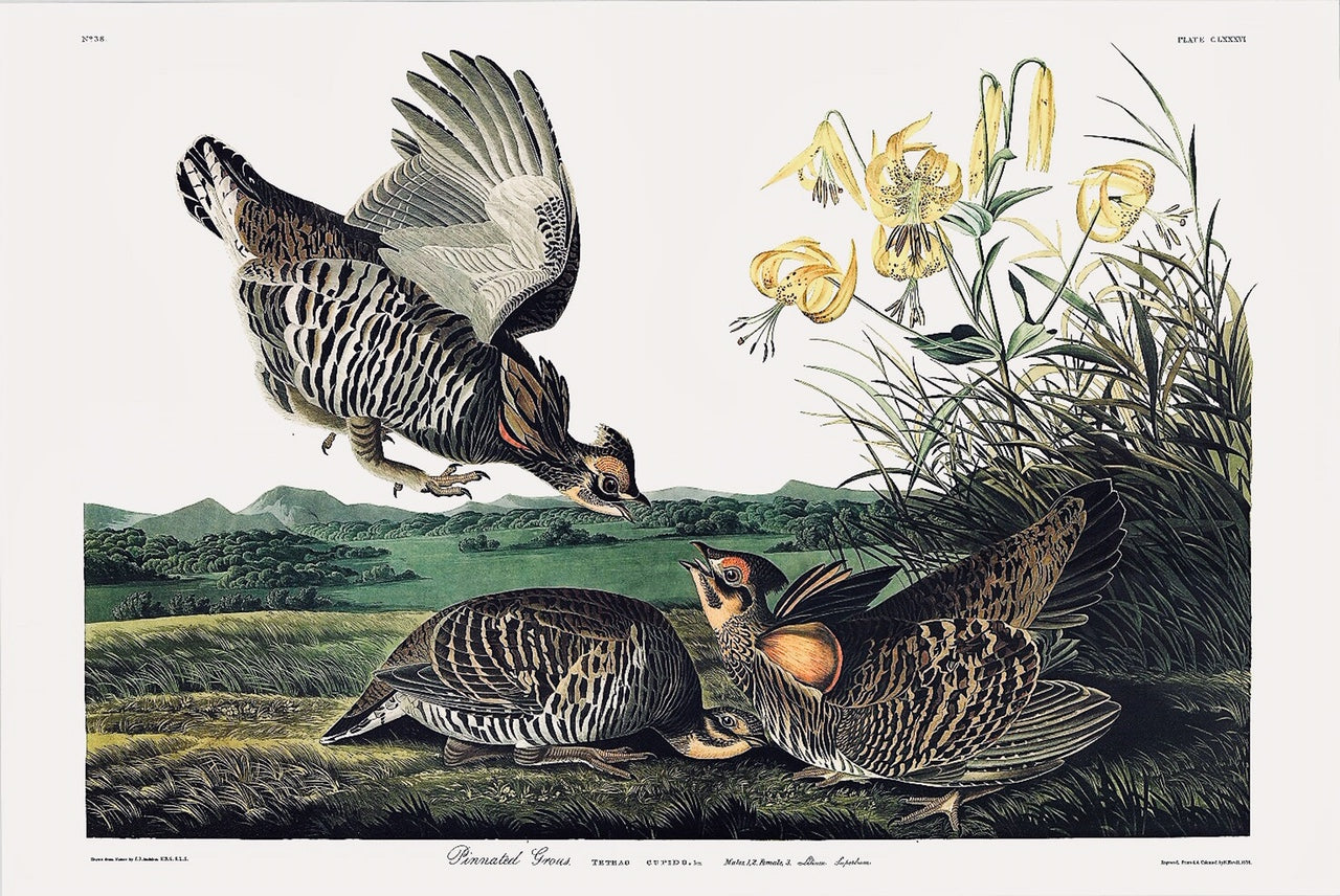 Pinnated Grous Audubon Print. Princeton Audubon. The world's only direct camera edition of this image.