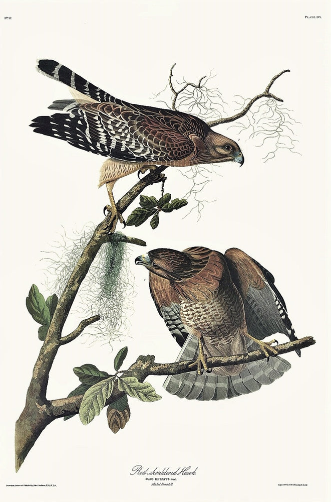 Audubon studied the habits of the pair of hawks represented here over a period of three years, and this devotion resulted in one of the finest works he did in Louisiana before sailing to Liverpool in 1826.  "The mutual attachment of the male and the female continues during life," Audubon wrote.  "They usually hunt in pairs during the whole year; and although they built a new nest every spring, they are fond of resorting to the same parts of the woods for that purpose."