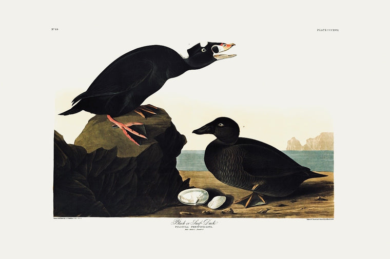 Black or Surf Duck Audubon Print. Princeton Audubon. World's only direct camera edition of this image.