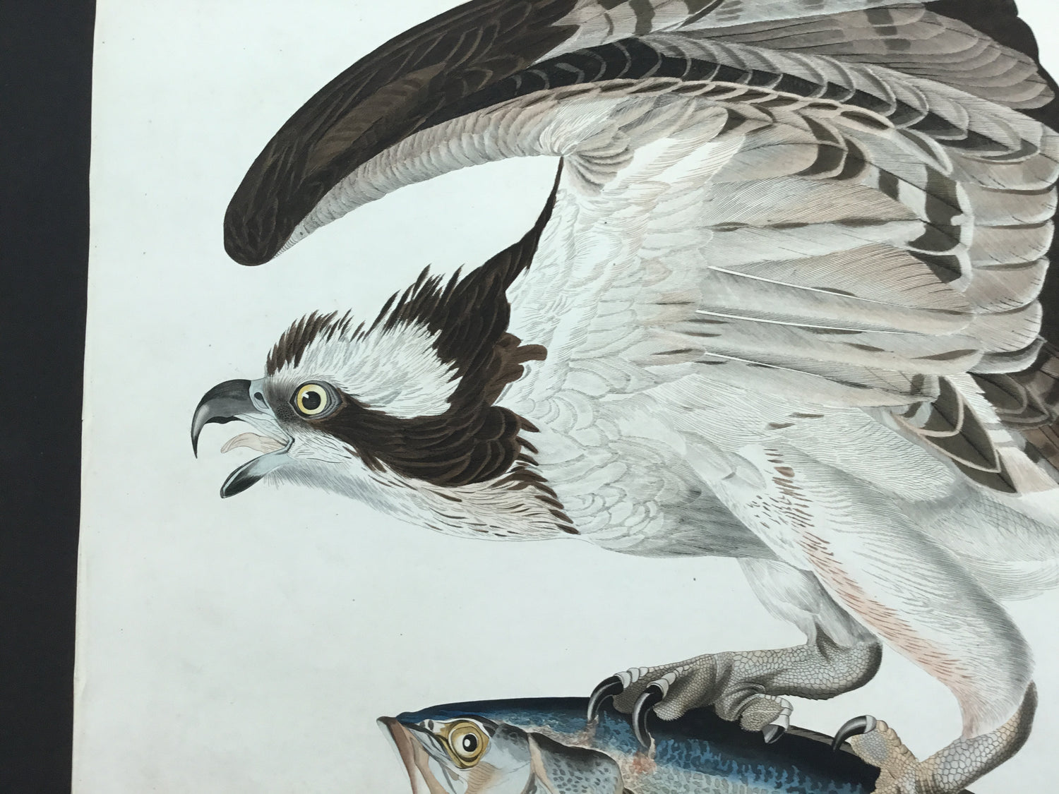 Original Audubon Havell Osprey or Fish Hawk, plate 81.