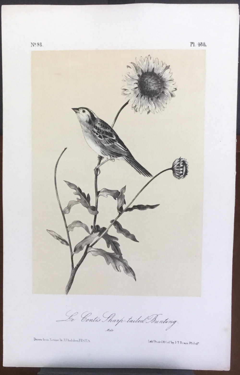 Audubon Octavo Le Contis Sharp-tailed Bunting, plate 488, uncolored test sheet, 7 x 11