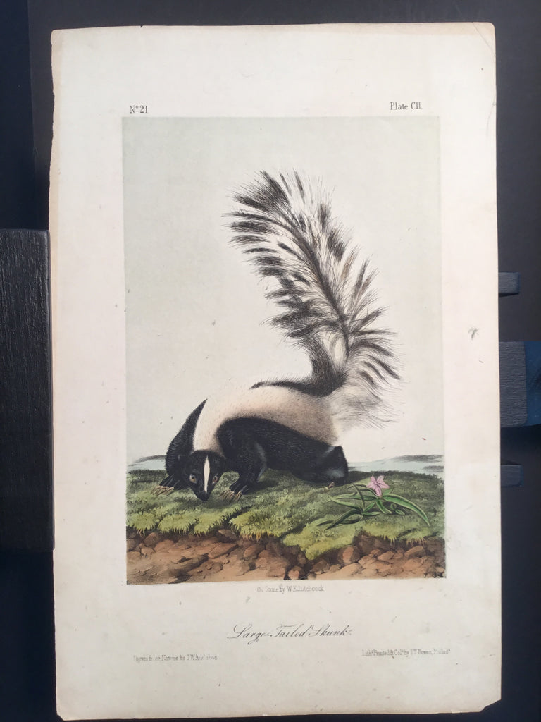 Lord-Hopkins Collection - Large Tailed Skunk