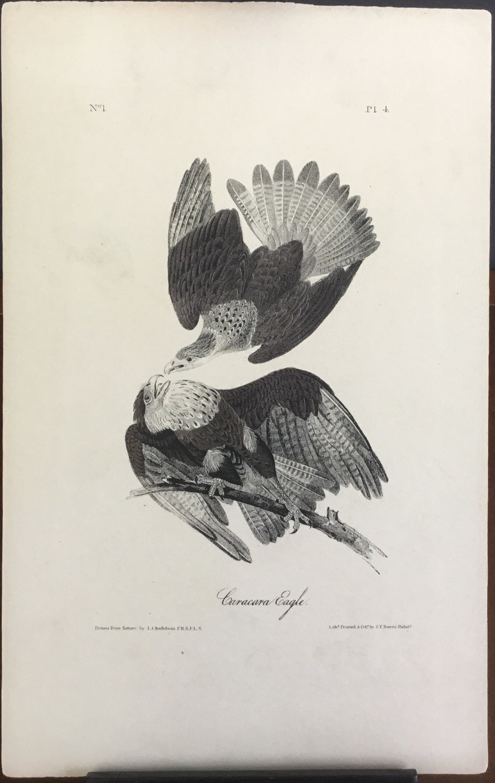 Audubon Octavo Caracara Eagle plate 4 x uncolored test sheet. 7 x 11 (clear background)