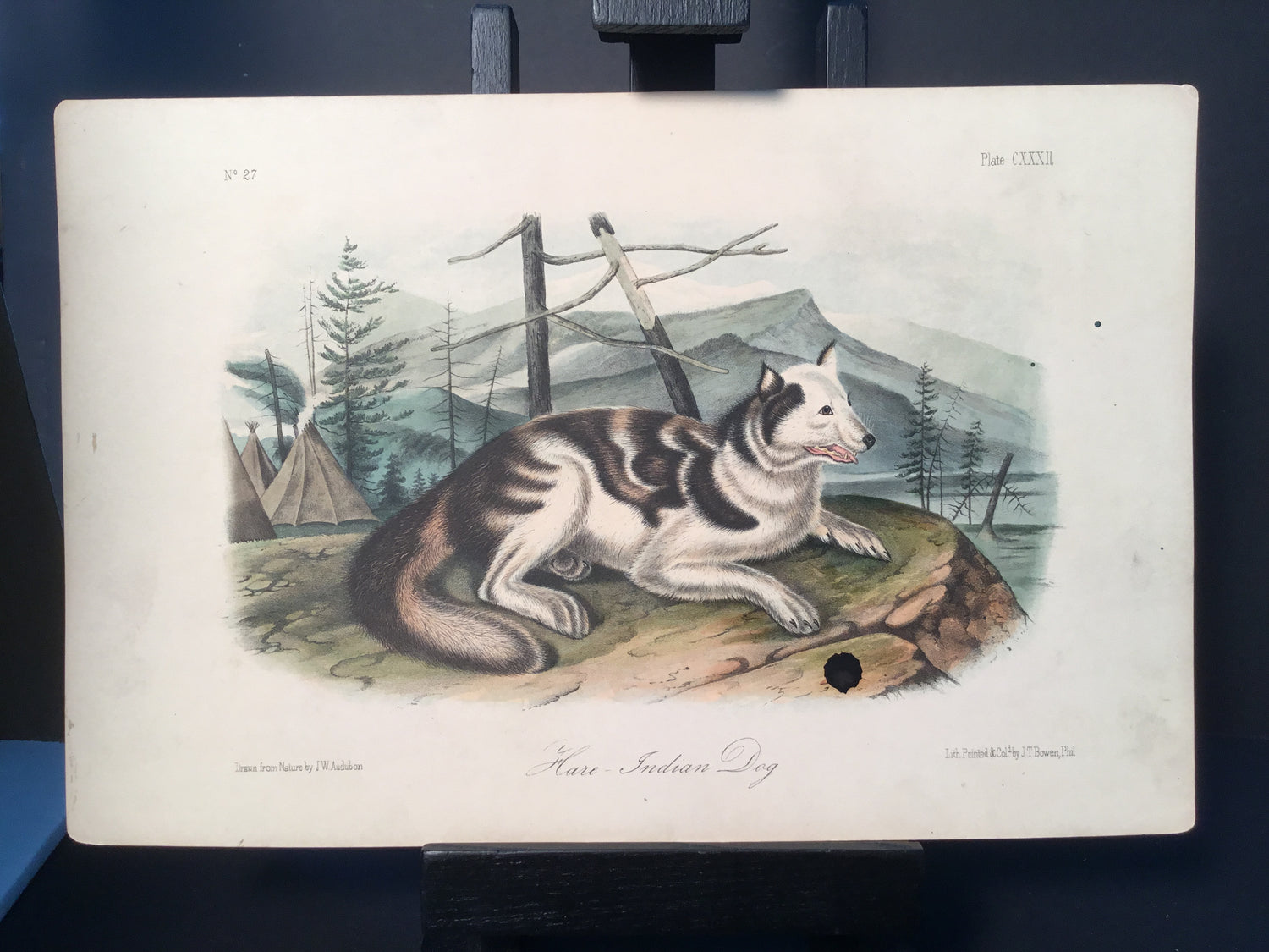 Lord-Hopkins Collection - Hare Indian Dog