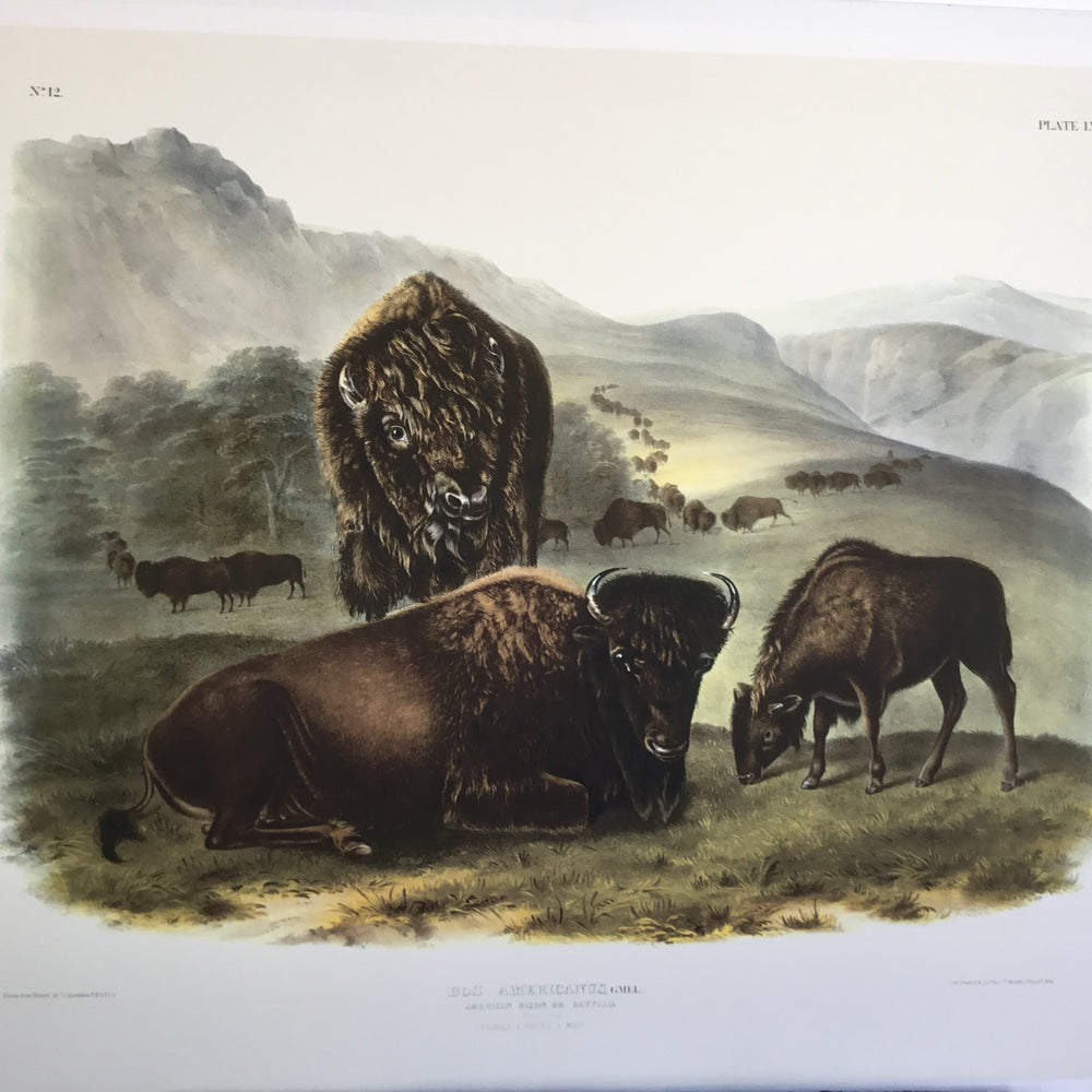 
                  
                    Special offer- Set of two Audubon Imperial Buffalo prints
                  
                