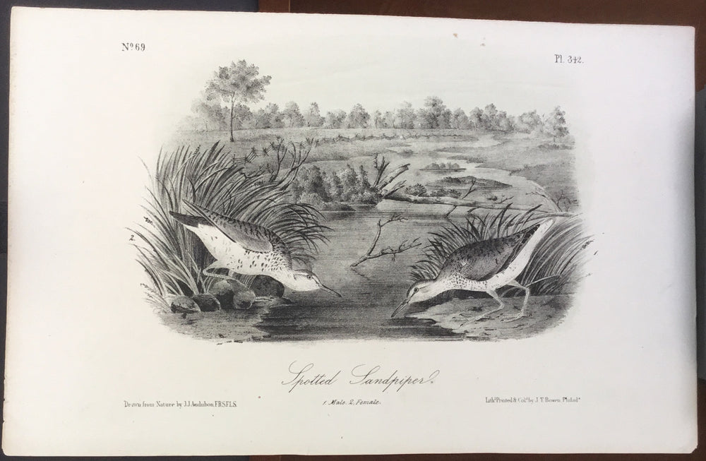 Audubon Octavo Spotted Sandpiper (2), plate 342, uncolored test sheet, 7 x 11