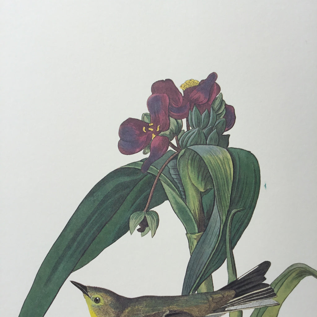 Vigors’s Warbler Audubon Print. Princeton Audubon. The world's only direct camera edition of this image.