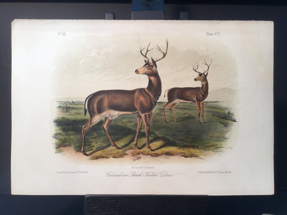 Lord-Hopkins Collection - Columbia Black Tailed Deer