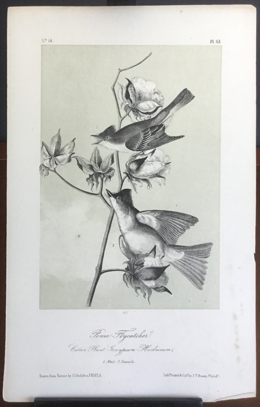 Audubon Octavo Pewee Flycatcher, plate 63, uncolored test sheet. 7 x 11