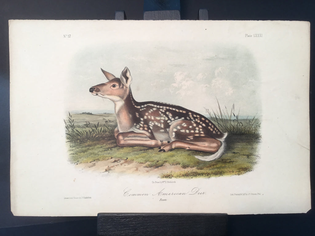 Lord-Hopkins Collection - Common American Deer, Fawn